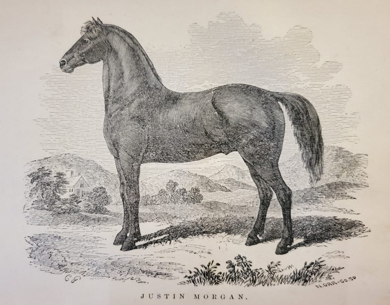 Justin Morgan Horse Depiction